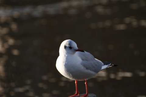 2014/12月 TAMRONsp70-300+30D 焦点距離249mm F/6.3 ss1/1000 ISO400