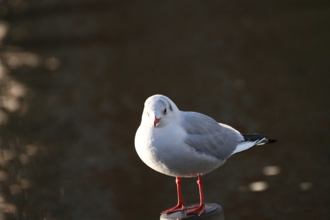 2014/12月 TAMRONsp70-300+30D 焦点距離238mm F/6.3 ss1/1000 ISO400
