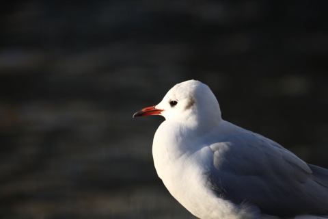 2014/12月 TAMRONsp70-300+30D 焦点距離300mm F/6.3 ss1/1250 ISO400
