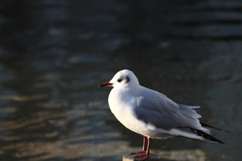 2014/12月 TAMRONsp70-300+30D 焦点距離183mm F/6.3 ss1/800 ISO400