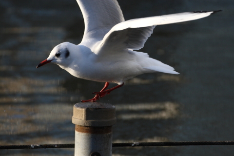 2014/12月 TAMRONsp70-300+30D 焦点距離209mm F/6.3 ss1/800 ISO400