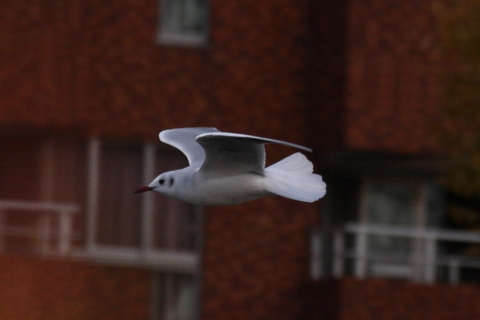 2014/12月 TAMRONsp70-300+30D 焦点距離209mm F/6.3 ss1/800 ISO400