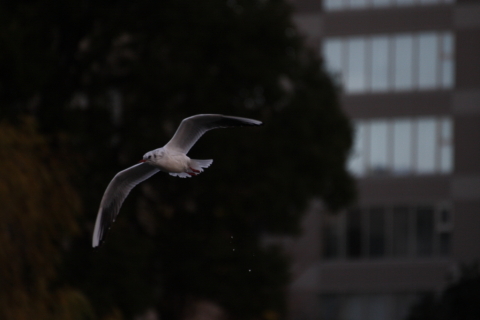 2014/12月 TAMRONsp70-300+30D 焦点距離300mm F/5.6 ss1/1000 ISO400