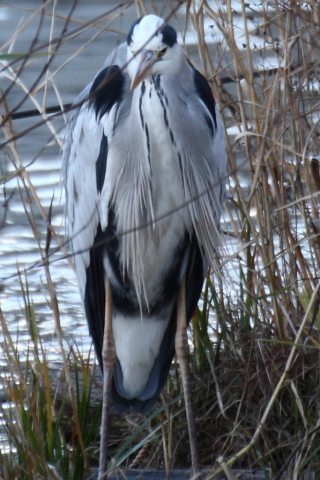 2014/12月 TAMRONsp70-300+30D 焦点距離282mm F/5.6 ss1/200 ISO400