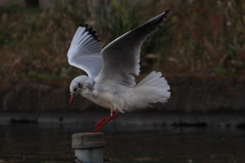 2014/12月 TAMRONsp70-300+30D 焦点距離300mm F/5.6 ss1/1000 ISO400
