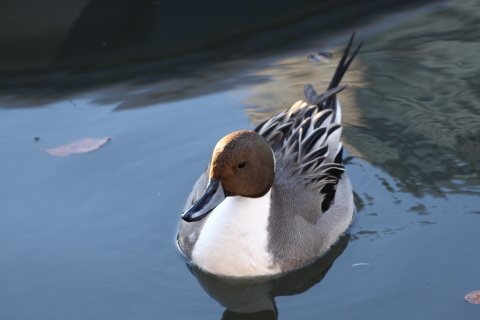 2014/12月 TAMRONsp70-300+30D 焦点距離154mm F/5.6 ss1/160 ISO400