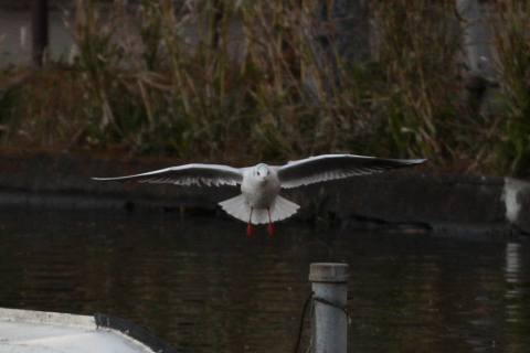 2014/12月 TAMRONsp70-300+30D 焦点距離154mm F/5.6 ss1/1000 ISO400