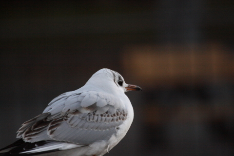 2014/12月 TAMRONsp70-300+30D 焦点距離271mm F/5.6 ss1/800 ISO400