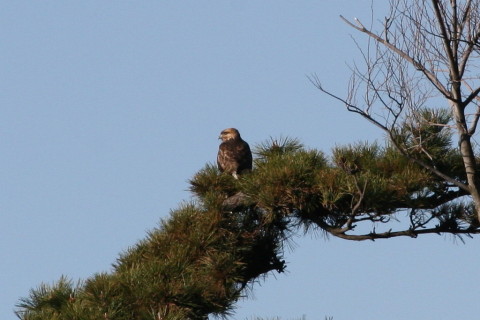 トリミング 2014/12月 TAMRONsp70-300+30D 焦点距離300mm F/11 ss1/1000 ISO400
