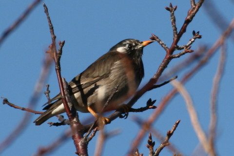 トリミング 2014/12月 TAMRONsp70-300+30D 焦点距離300mm F/8 ss1/800 ISO200