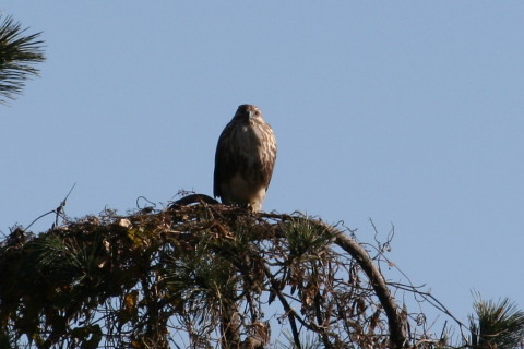 トリミング 2014/12月 TAMRONsp70-300+30D 焦点距離300mm F/11 ss1/500 ISO200