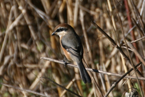 トリミング 2014/12月 TAMRONsp70-300+30D 焦点距離300mm F/6.3 ss1/1250 ISO200