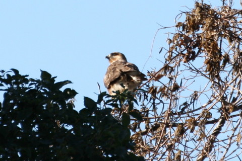 トリミング 2014/12月 TAMRONsp70-300+30D 焦点距離300mm F/6.3 ss1/640 ISO200