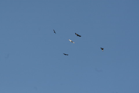 2014/12月 TAMRONsp70-300+30D 焦点距離300mm F/8 ss1/1250 ISO400