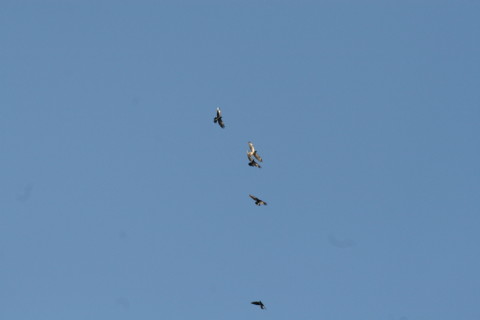 2014/12月 TAMRONsp70-300+30D 焦点距離300mm F/8 ss1/1000 ISO400