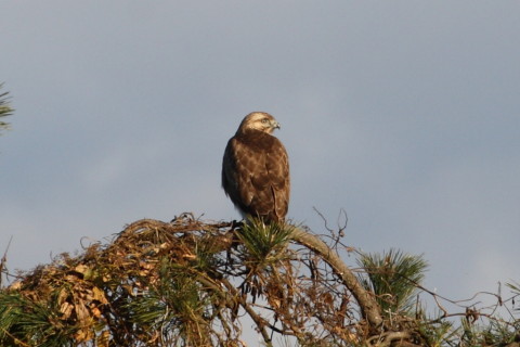 トリミング 2014/12月 TAMRONsp70-300+30D 焦点距離300mm F/8 ss1/500 ISO200