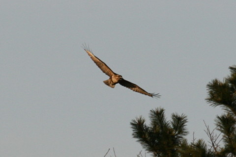 トリミング 2014/12月 TAMRONsp70-300+30D 焦点距離300mm F/7.1 ss1/1600 ISO400
