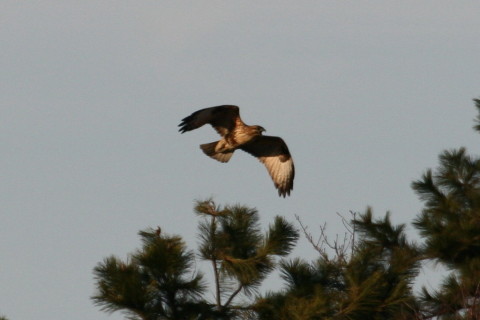 トリミング 2014/12月 TAMRONsp70-300+30D 焦点距離300mm F/7.1 ss1/1600 ISO400