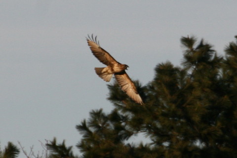 トリミング 2014/12月 TAMRONsp70-300+30D 焦点距離300mm F/7.1 ss1/1600 ISO400
