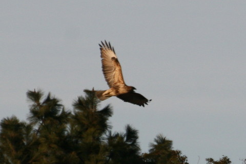 トリミング 2014/12月 TAMRONsp70-300+30D 焦点距離300mm F/7.1 ss1/1600 ISO400