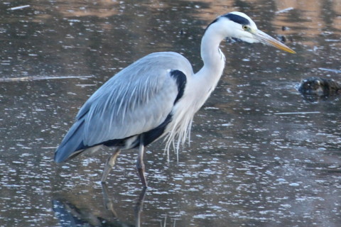 トリミング 2014/12月 TAMRONsp70-300+30D 焦点距離300mm F/7.1 ss1/80 ISO400