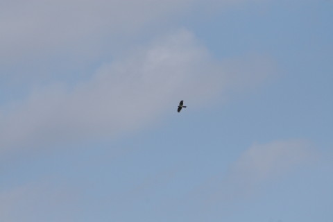 2014/12月 TAMRONsp70-300+30D 焦点距離300mm F/8 ss1/2000 ISO400