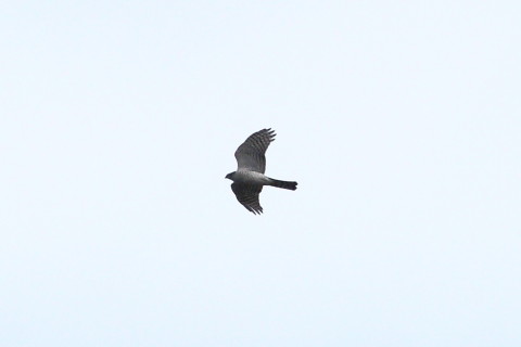 トリミング 2014/12月 TAMRONsp70-300+30D 焦点距離300mm F/8 ss1/2000 ISO400