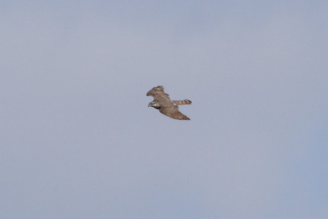 トリミング 2014/12月 TAMRONsp70-300+30D 焦点距離300mm F/8 ss1/1000 ISO200