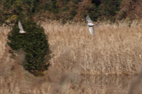 2014/12月 TAMRONsp70-300+30D 焦点距離300mm F/8 ss1/1000 ISO200