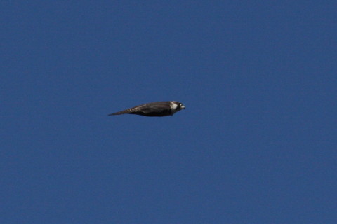 トリミング 2014/12月 TAMRONsp70-300+30D 焦点距離300mm F/10 ss1/2500 ISO400