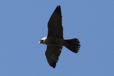 トリミング 2014/12月 TAMRONsp70-300+30D 焦点距離282mm F/8 ss1/1250 ISO400