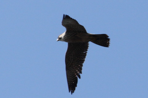 トリミング 2014/12月 TAMRONsp70-300+30D 焦点距離282mm F/8 ss1/1250 ISO400