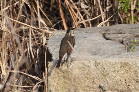 トリミング 2014/12月 TAMRONsp70-300+30D 焦点距離300mm F/7.1 ss1/1000 ISO400