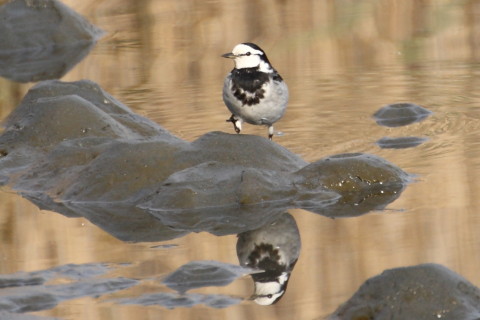 トリミング 2014/12月 TAMRONsp70-300+30D 焦点距離300mm F/5.6 ss1/640 ISO200