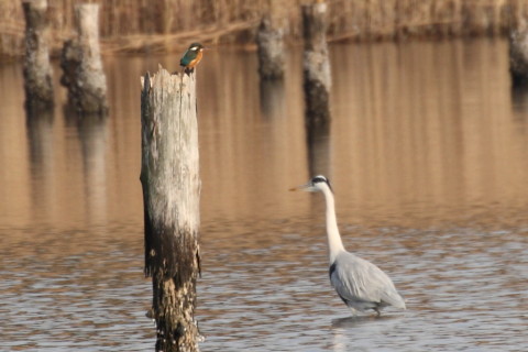 トリミング 2014/12月 TAMRONsp70-300+30D 焦点距離300mm F/8 ss1/500 ISO200