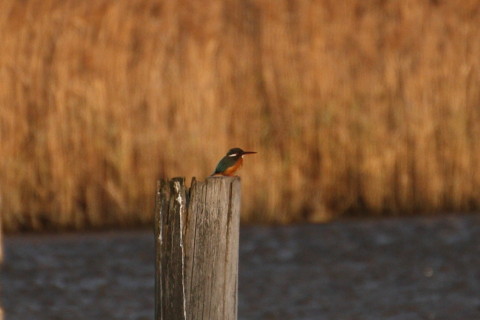 トリミング 2014/12月 TAMRONsp70-300+30D 焦点距離300mm F/5.6 ss1/1000 ISO400