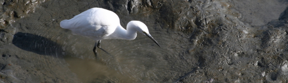 にわかカメラマンの撮ってみた!!（N'sHOME別館）