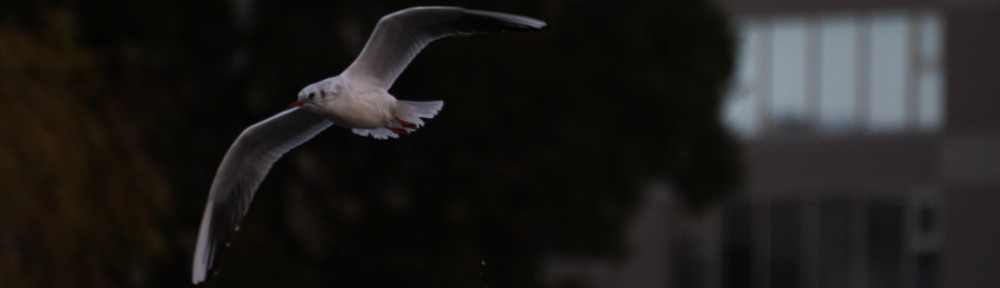 にわかカメラマンの撮ってみた!!（N'sHOME別館）