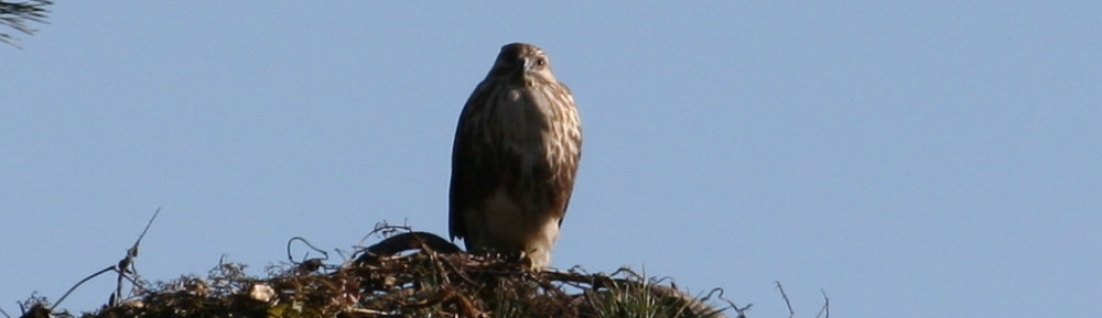 にわかカメラマンの撮ってみた!!（N'sHOME別館）
