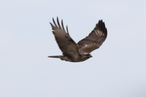 トリミング 2015/1月 TAMRONsp70-300+30D 焦点距離271mm F/8 ss1/500 ISO200