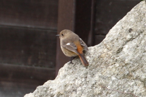 2015/1月 TAMRONsp70-300+30D 焦点距離300mm F/7.1 ss1/80 ISO400