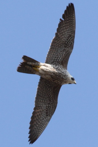 トリミング 2015/1月 TAMRONsp70-300+30D 焦点距離300mm F/8 ss1/500 ISO400