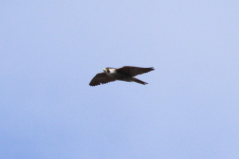 トリミング 2015/1月 TAMRONsp70-300+30D 焦点距離300mm F/8 ss1/1600 ISO400