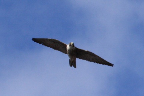 トリミング 2015/1月 TAMRONsp70-300+30D 焦点距離300mm F/8 ss1/2000 ISO400