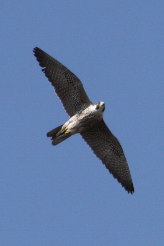 トリミング 2015/1月 TAMRONsp70-300+30D 焦点距離300mm F/8 ss1/2000 ISO400