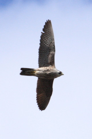 トリミング 2015/1月 TAMRONsp70-300+30D 焦点距離300mm F/8 ss1/2000 ISO400