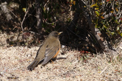 2015/1月 TAMRONsp70-300+30D 焦点距離271mm F/8 ss1/800 ISO400