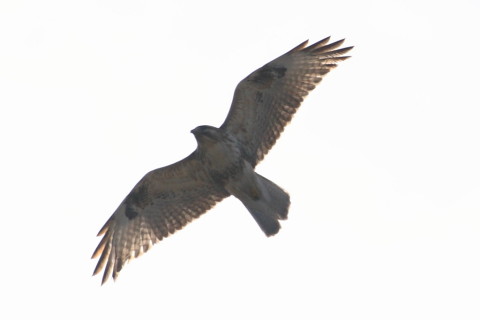 トリミング 2015/1月 TAMRONsp70-300+30D 焦点距離300mm F/8 ss1/1250 ISO320