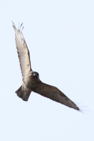 トリミング 2015/1月 TAMRONsp70-300+30D 焦点距離300mm F/8 ss1/1000 ISO400