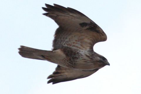 トリミング 2015/1月 TAMRONsp70-300+30D 焦点距離300mm F/8 ss1/1000 ISO400